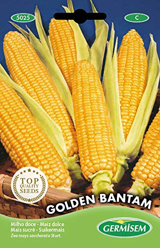 Germisem Golden Bantam Semillas de Maíz Dulce 10 g, EC5025