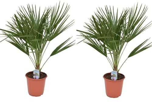 Uppsättning av 2 vinterhårda dvärgpalmer 70–90 cm Chamaerops Humilis En av de köldolerantaste palmsorterna i Europa