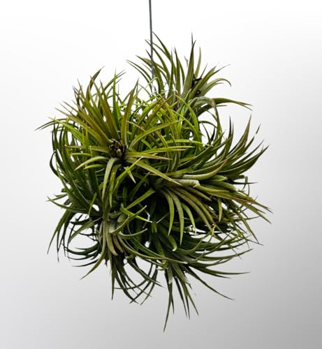 Tillandsien – Pianta aerea reale – Air Plants – Tilldandsia – 1 impianto aereo Ionantha Rubra – Uva – Bromelia – Pianta senza terra – Trendyairplants – (ca. 15 cm)