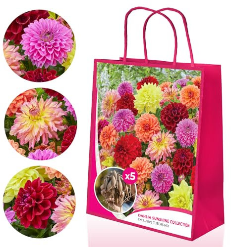 Dahlien knollen Großartig Kollektion, Geschenkpackung mit 5 dahlien zwiebeln sorten Mix aus Holland, Exklusive Dahlienknollen mischung für Garten und Töpfe (keine Samen, nicht künstlich)