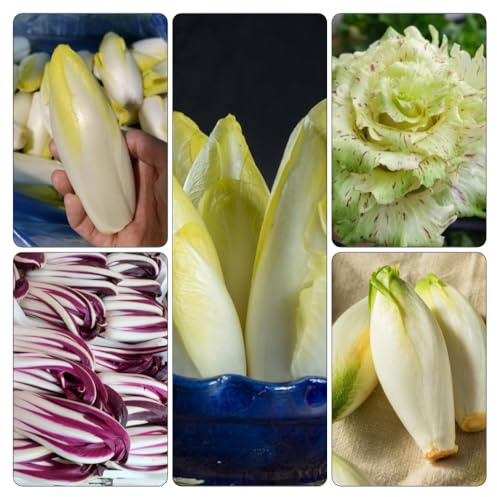 cicoria Semi varietà tradizionali radicchio tetti verdi giardino resistenti balcone esotici 500pcs