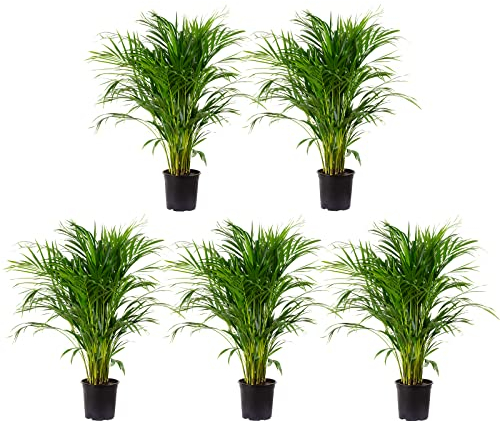 Areca Dypsis Lutescens - Set di 5 palme da frutta dorate, altezza ca. 100 cm, diametro vaso 21 cm