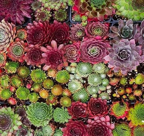 Sempervivum Seeds Mix | Hens & Chicks Succulents |100+Seeds