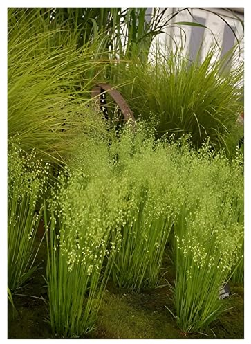 3 x Briza media im 1 Liter Topf (Ziergras/Gräser/Winterhart/Mehrjährig/Staude/Stauden) Mittleres Zittergras - Zartes Ziergras, das den Wind tanzen lässt - sehr Pflegeleicht - von Stauden Gänge