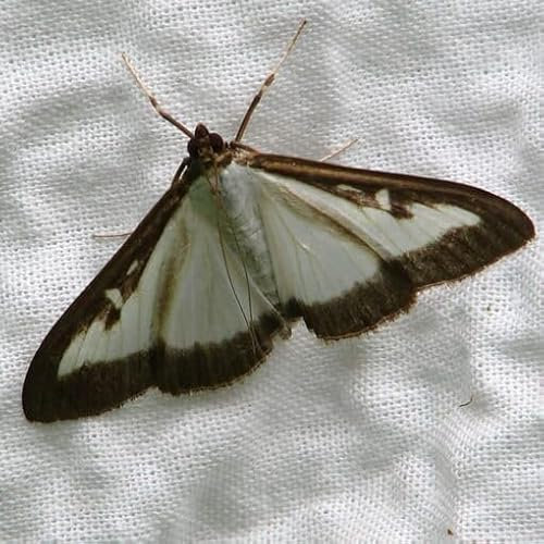 Phéromones Pyrale du buis (Cydalima perspectalis) (1)