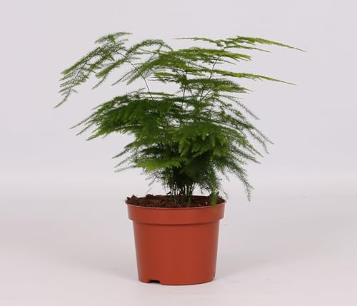Asparago Setaceo - 28cm - Ø12cm - Pianta d'appartamento - Sempreverde