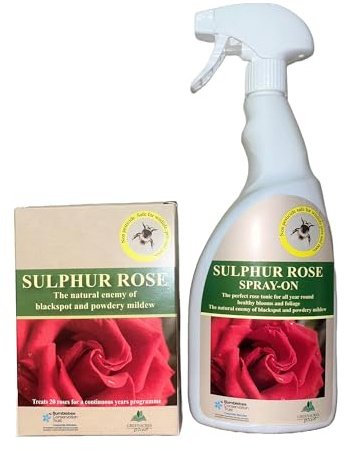 Peter Beales Sulphur Rose Bundle