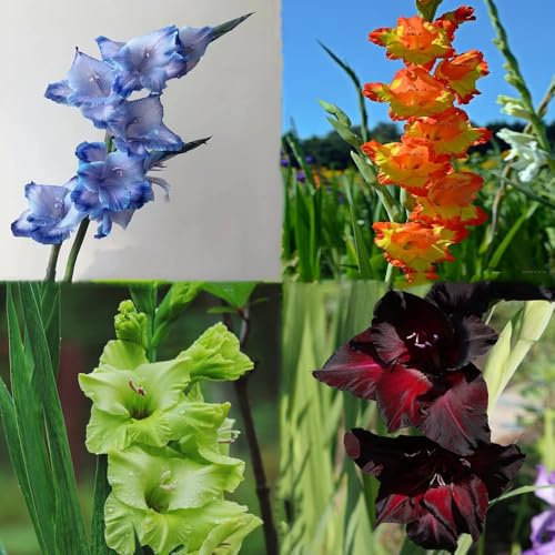 bulbi di gladioli - bulbi di primavera interni gladioli con bulbo resistente per giardino copertura del suolo balcone in bonsai 22pcs
