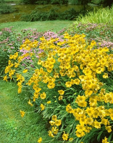 Helenium x cult. 'Sonnenwunder' ca. 11x11 cm Topf - Sonnenbraut, leuchtend gelbe Blüten, Blütezeit Juli-September, ideal für Beete, bienenfreundlich, pflegeleicht