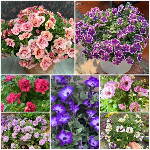 Semillas de petunia colgantes, de jardín de rocas resistentes Petunia híbrida, Decoración de sala de estar Variedades antiguas 600pcs