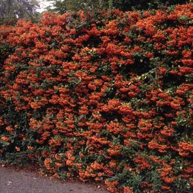 Feuerdorn, Feuerdornhecke, im Topf 60-80 cm