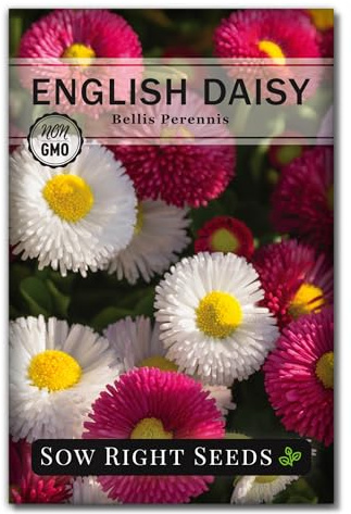 Sow Right Seeds - English Daisy Flower Seeds for Planting - Non-GMO Heirloom Seed Packet with Instructions to Grow - Colorful Perennial Mix - Low Growing Lawn Filler - Attract Pollinators (1)