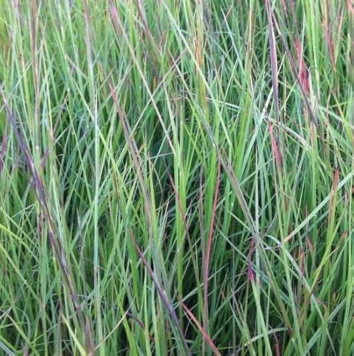6x Pequeña hierba de pradera - Schizachyrium scoparium - Olla de 9x9 cm - Hierba ornamental con color otoño