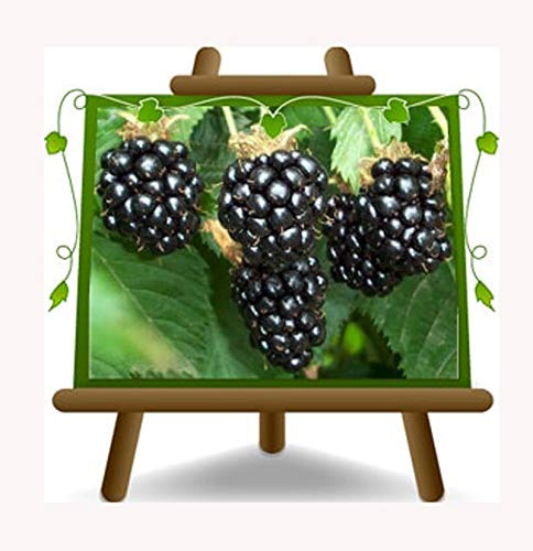 Zarzamora Rubus Fruticosus Thornfree – Planta frutal antigua en maceta 17 – Árbol máx. 180 cm – Cultivo Italia