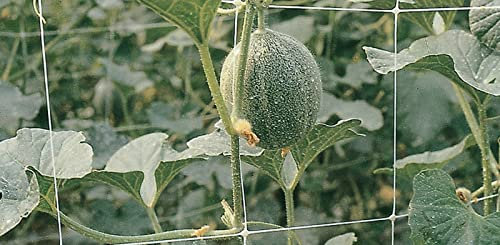 1PEZZO RETE PER FIORI E PIANTE RAMPICANTI H 200 CM X 100 MT BIANCA