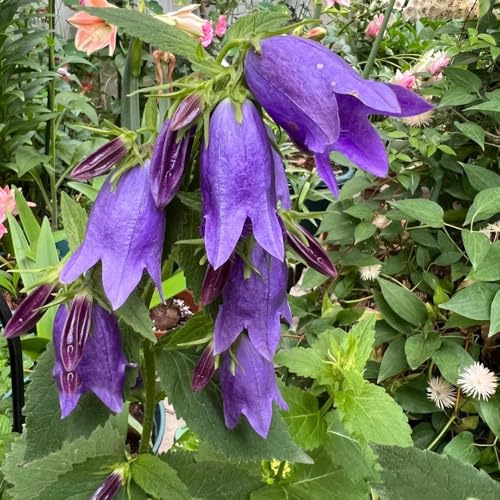 Semillas de campanilla - para lugares soleados Campánula mediana - Las de jardín son perennes resistentes 300pcs