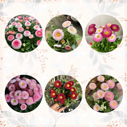 semi di margherita - giardino resistenti 300pcs