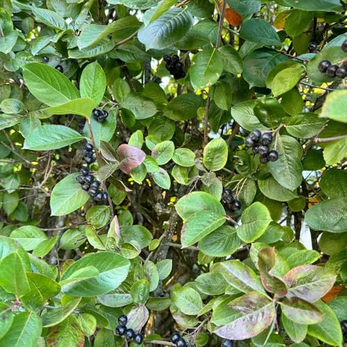 Semillas de Aronia Melanocarpa, huerta columnar de jardín rocas arbusto bayas, variedades antiguas columnares resistentes 150pcs