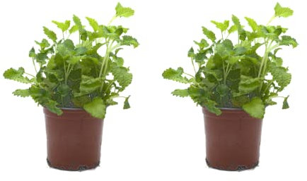 Pack de 2 Plantas Naturales de Melisa para Cocinar en Maceta Ø10 Altura 20 cm Interior y Exterior Hierba Aromática para Huerto Urbano y Jardín