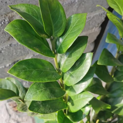 80 pcs Glücksfeder Zimmerpflanze Samen zimmerbonsai bonsai, indoor plants Zamioculcas zamiifolia kräuterbeet balkon winterharte pflanzen für garten kräuter pflanzen dekopflanzen samen