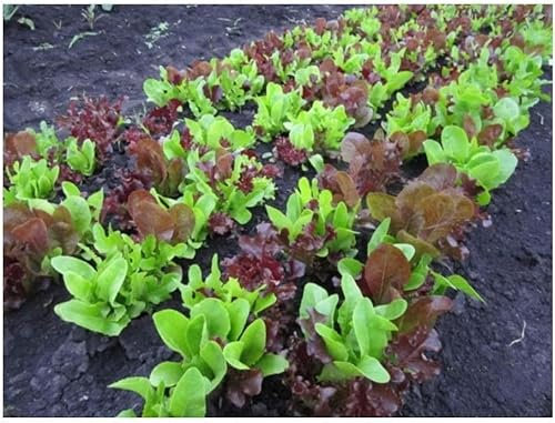 LECHUGA DE Semillas De Maceta - MEZCLA DE CORTE DE HOJAS SUELTAS GOURMET - 1500 SEMILLAS