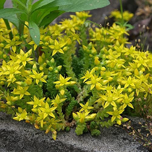 Couvre-sol Sedum Acre Fleur vivace 50 grani