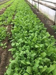 Graines en enveloppe roquette ou ruquette cultivée