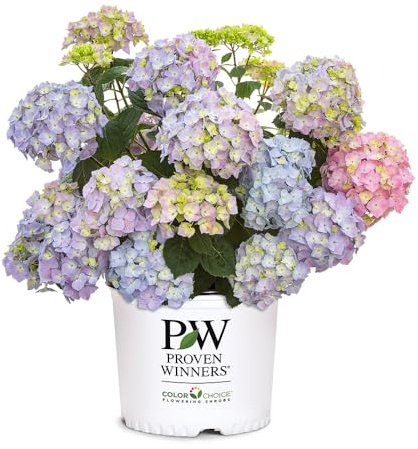 Proven Winners 2 Gal. Let's Dance Skyview Hydrangea Shrub