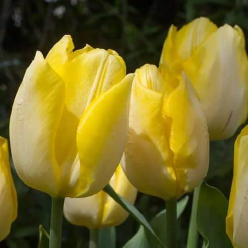 tulpenzwiebeln winterhart mehrjährig, wildtulpen zwiebeln, frühlingsblüher zwiebeln, blumendeko blumenzwiebeln tulpen - bulbs - tulpenzwiebel, blumenzwiebel pflanzer, 6pcs