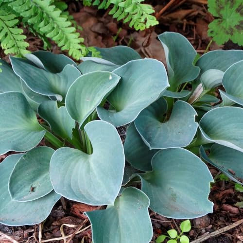 Hosta 'Blue Mouse Ears'. Plug Plant x 3. Blue foliage plantain lily. Ideal for shade gardens. Available from Bedwen Plants