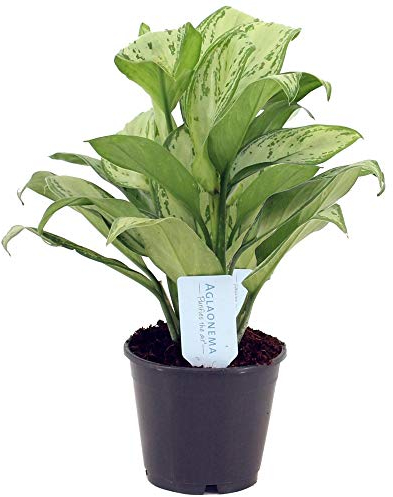 Aglaonema Maria Christina Pianta Sempreverde Cinese per la Casa o per l’Ufficio (25-35cm)