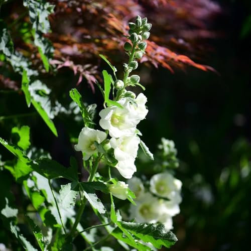 stockrosen samen winterhart mehrjährig - kräuterpflanzen, blumen für balkon stockrosensamen stockrosen pflanzen kaufen samen, stockrose samen wiesensaatgut, garten geschenk, 250pcs