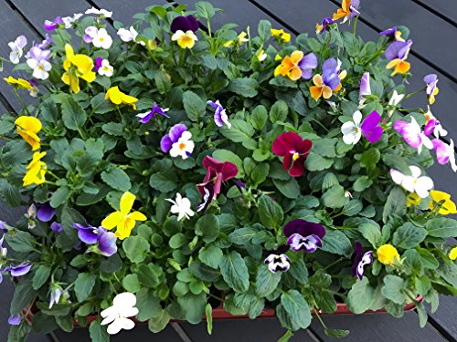 Horn-Veilchen, Viola cornuta, 12 bunte Hornveilchen, Frische Stiefmütterchen Pflanzen