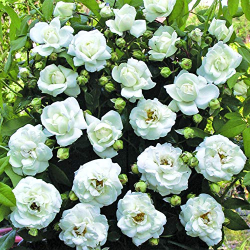 White New Dawn®, rosa rampicante in vaso di Rose Barni®, pianta rampicante rifiorente a mazzi, h. raggiunta 4 metri, pianta di rosa in vaso resistente alle malattie, leggermente profumata, cod. 18100