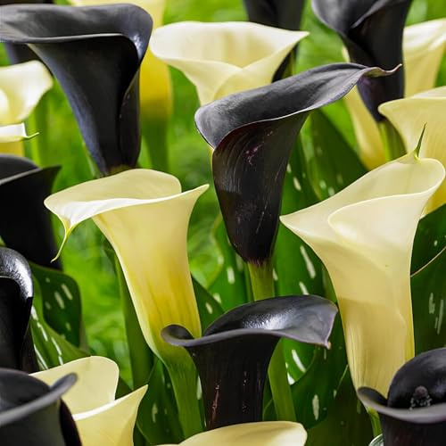 Bulbi Calle Zantedeschia - Bianca e Nera - 10 Bulbi Fiori - Piante e Fiori Esclusivi dall'Olanda - per giardino, vasi e balcone (non semi, non artificiali)