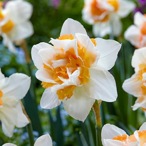 Bulbi Fiori Perenni da Esterno - 25 Bulbi di Narciso Replete - Piante e Fiori Esclusivi dall'Olanda - Profumati - per giardino, vasi e balcone (non semi, non artificiali)