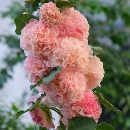 malvarrosa malvarrosa Cobertura vegetal macizos de, perenne resistente Alcea rosada Semillas de balcón ornamentales, decoracioneses lugares 250semillas