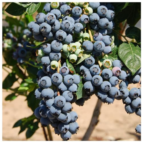 1 Blueberry 'Herbert' Fruit Bush in a Large 9cm Pot 3fatpigs®
