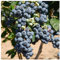 1 Blueberry 'Herbert' Fruit Bush in a Large 9cm Pot 3fatpigs®