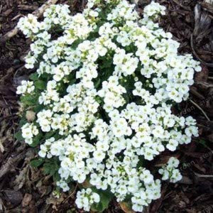 100Pcs Creeping Thyme Seeds Flower Seeds Roce Cress Ground Seeds Carpet Evergreen Plant Easy to Grow for Garden Lawn