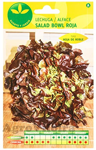 Semillas Naturales de Lechuga Hoja Roble Planta para Ensaladas