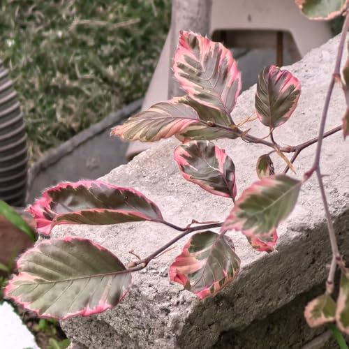Faggio europeo, ufficio giardino biologico resistenti in vaso sempreverdi giardino resistenti sempreverdi balcone sostenibili di semi di esotici 100semi
