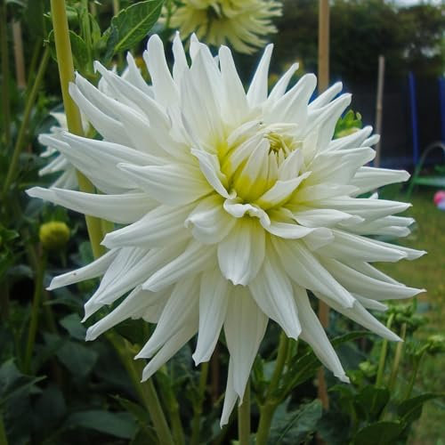Dahlia 'My Love' semi-Cactus Flowered - 3 tubers -