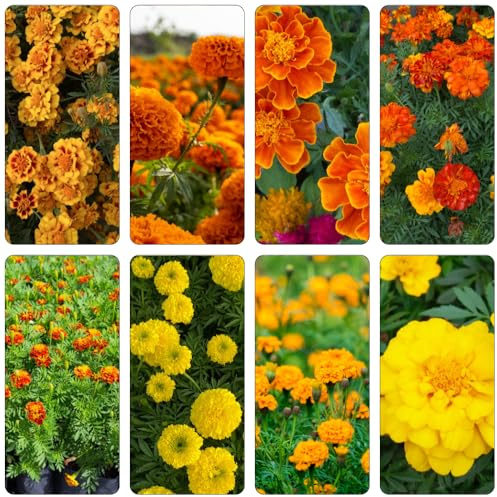 semillas de caléndula - resistentes de oficina decoración jardín interior 250pcs