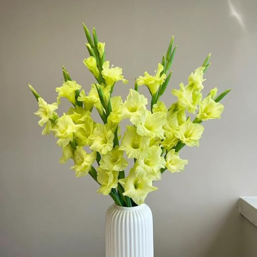 gladiolenzwiebeln winterhart mehrjährig - gartendeko für draußen selten balkon 4pcs
