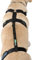 Ortocanis - Haltegurt für Kniebandage Hund - Verhindert das Abrutschen und Sichert die Kniebandage - Fördert die Stabilität - Größe Gurtband + Geschirr: M 55-68 cm
