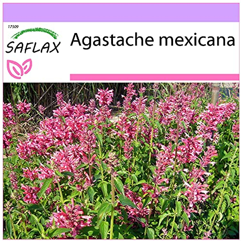 SAFLAX - Anice menta messicana - 50 semi - Agastache mexicana