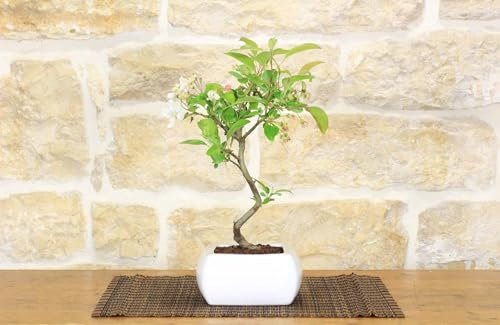 Bonsai di Melo da fiore in vaso smaltato - età 7-8 anni