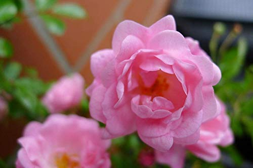 20x Bodendeckerrose Rosa The Fairy reich blühende robuste Rose extra buschig Bodendeckerrosen Sommerblüher (20)