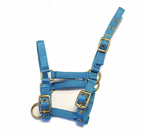 Rhinegold Collar de Nailon con diseño de Potro, Color Turquesa